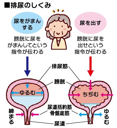 排尿する