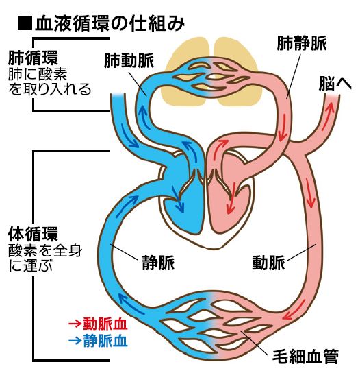 寒い冬こそ要注意 コロナ重症化にも関連 血栓症